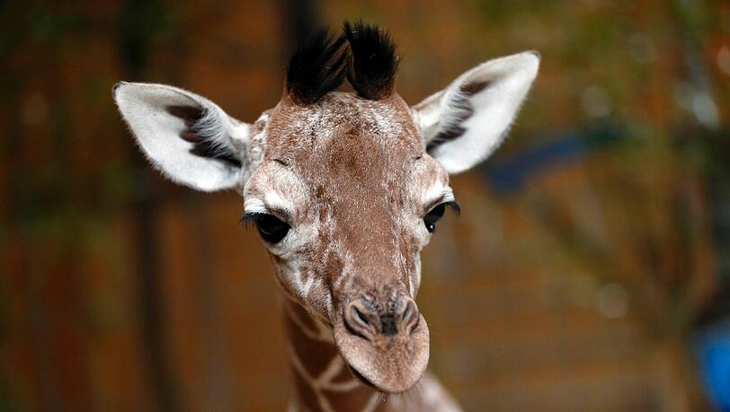 Familienzuwachs bei den Giraffen im Tierpark Hellabrunn: Mitte März brachte Mama Kabonga einen gesunden kleinen Giraffenbullen zur Welt. Einen Namen hat der Bub zwar noch nicht - aber ist jetzt schon ein kleiner Star. Familienzuwachs bei den Giraffen im Tierpark Hellabrunn: Mitte März brachte Mama Kabonga einen gesunden kleinen Giraffenbullen zur Welt. Einen Namen hat der Bub zwar noch nicht - aber ist jetzt schon ein kleiner Star.