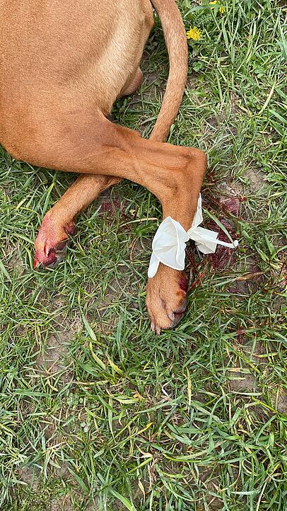 Der Familienhund verletzte sich an einer Glasscherbe Der Familienhund verletzte sich an einer Glasscherbe