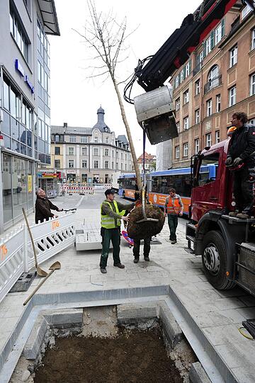 In der Gleichmannstraße werden die neuen Robinien platziert.