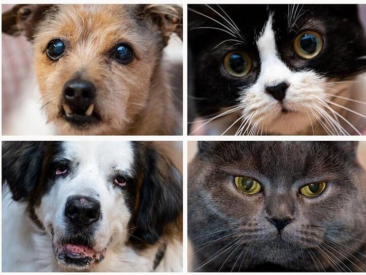 Davon, dass Hund und Katze als Familienmitglieder aufgefasst werden, profitiert der Zoohandel.
