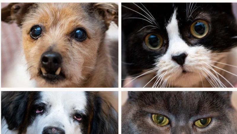 Davon, dass Hund und Katze als Familienmitglieder aufgefasst werden, profitiert der Zoohandel. Davon, dass Hund und Katze als Familienmitglieder aufgefasst werden, profitiert der Zoohandel.
