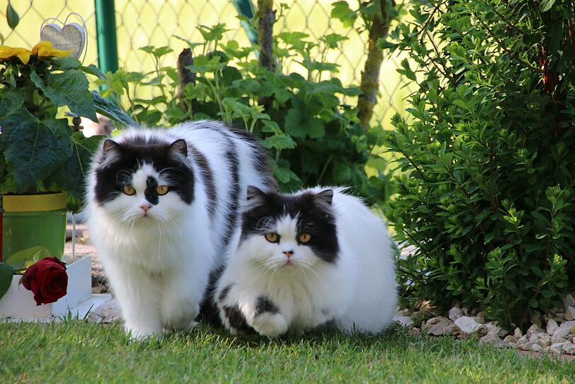 Die Perserkaterchen Maxl & Moritz lieben es bei schönen Wetter in ihren Garten zu sein....sie sehen hören alles und wehe es bewegt sich was, sind's sofort an dieser Stelle.
