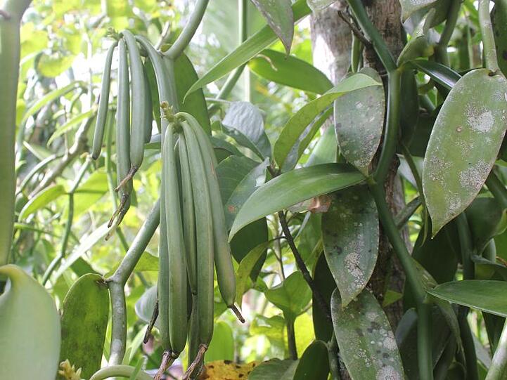 Bourbon-Vanilleschoten: Madagaskar deckt rund 80 Prozent des Weltbedarfs ab.
