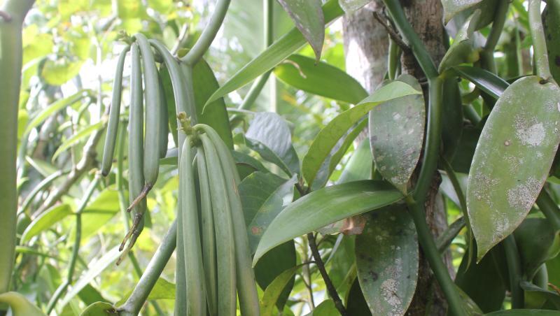 Bourbon-Vanilleschoten: Madagaskar deckt rund 80 Prozent des Weltbedarfs ab. Bourbon-Vanilleschoten: Madagaskar deckt rund 80 Prozent des Weltbedarfs ab.