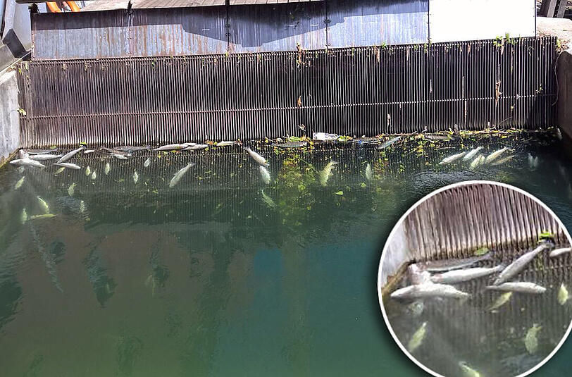 Diese toten Fische fanden die Isarfischer im August im Auer Mühlbach.