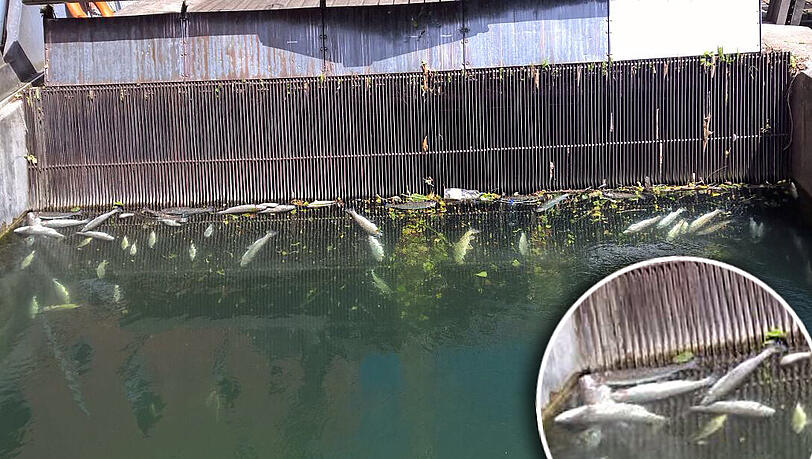 Diese toten Fische fanden die Isarfischer im August im Auer Mühlbach. Diese toten Fische fanden die Isarfischer im August im Auer Mühlbach.