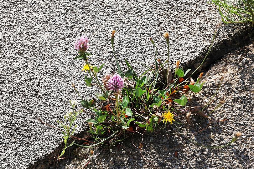 Tapfer kämpft sich die Natur durch den Beton am Spielplatz.