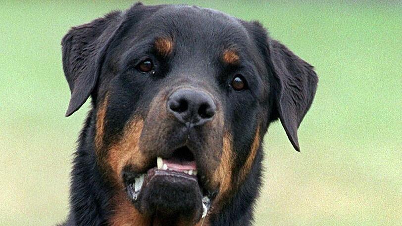 Ein Rottweiler hat ein vierjähriges Kind in Sachsen-Anhalt lebensgefährlich verletzt.