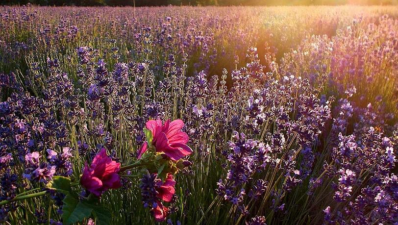 Zu den bewährten Hilfen beim Einschlafen gehören Heilkräuter mit beruhigender Wirkung wie beispielsweise Lavendel. Zu den bewährten Hilfen beim Einschlafen gehören Heilkräuter mit beruhigender Wirkung wie beispielsweise Lavendel.