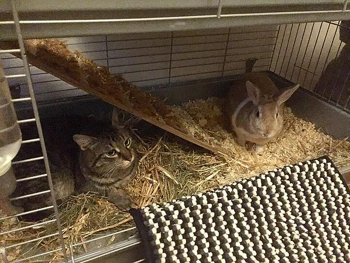Kater Tigger und Hase Tobi