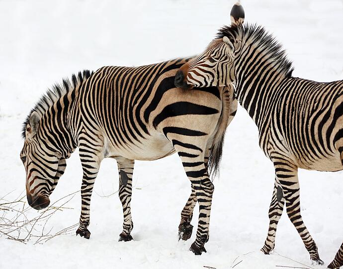 Zwei Zebras waten durch den Schnee.