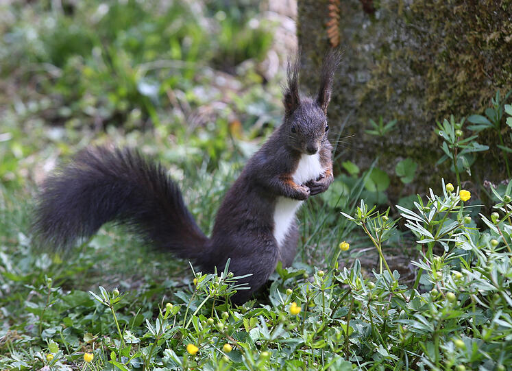 Für die Eichhörnchen ist der Friedhof ein wahres Paradies.