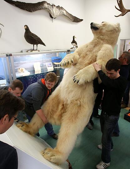 Eisbär Churchill, der im Oktober 2013 im Rostocker Zoo starb, kehrt in präpariertem Zustand nach Rostock zurück - diesmal kann er im zoologischen Insitut der Uni bestaunt werden.