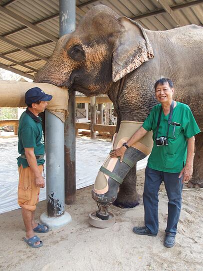 Motalas Mahut Somchai mit dem Tierarzt Preecha Phuangkum (r.) und der Elefantenkuh.