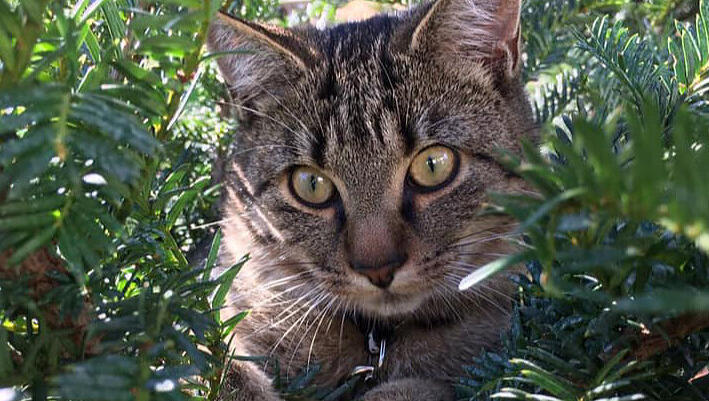 Falcos Frauchen findet keine Wohnung in Landshut. Deshalb sucht sie nun schweren Herzens ein neues Zuhause für den Kater. Falcos Frauchen findet keine Wohnung in Landshut. Deshalb sucht sie nun schweren Herzens ein neues Zuhause für den Kater.
