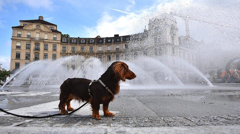 Dackel Cäsar erfrischt sich am frisch sanierten Stachus Brunnen.