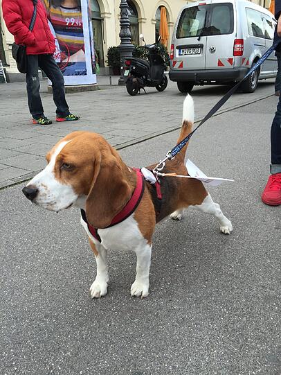 Auch Beagle Paul trägt ein Fähnchen zum Protest.