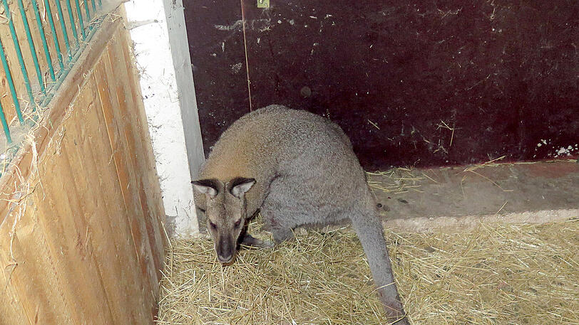 Ein boxendes Känguru musste in Niedersachsen eingefangen werden.