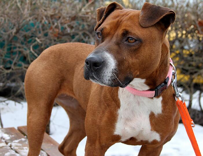 &bdquo;Sie ist ein ganz lieber Hund&ldquo;, sagt eine Tierheim-Mitarbeiterin. Trotzdem: Oito ist ein Staffordshire-Mix und in Bayern verboten.