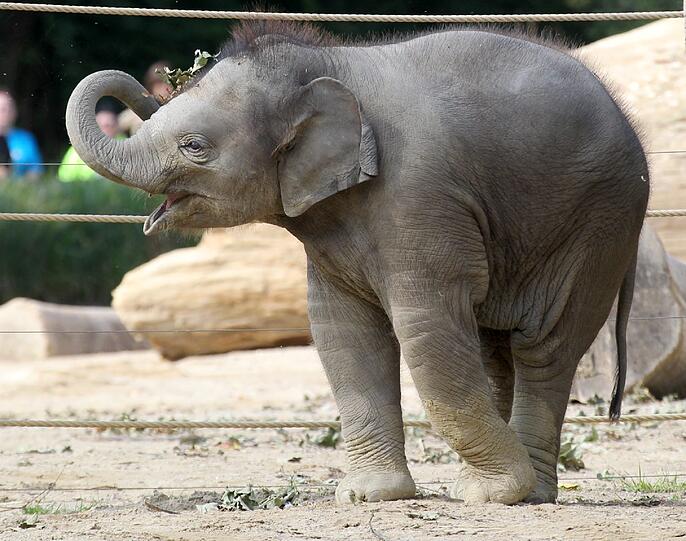 Er erblickte am 7. Mai im Tierpark Hellabrunn das Licht der Welt: Elefantenjunge Ludwig. Rund sieben Monate später wurde der inzwischen nicht mehr ganz so kleine Dickhäuter offiziell getauft.