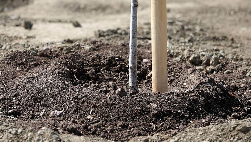 Wenn Nachbarn einen Baum auf ihre gemeinsame Grenze pflanzen, dann bezuschusst die Baumschutzbehörde den Baum einschließlich der Pflanzkosten zu 90 Prozent mit maximal 750 Euro. (Symbolbild)