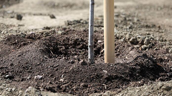 Wenn Nachbarn einen Baum auf ihre gemeinsame Grenze pflanzen, dann bezuschusst die Baumschutzbehörde den Baum einschließlich der Pflanzkosten zu 90 Prozent mit maximal 750 Euro. (Symbolbild)