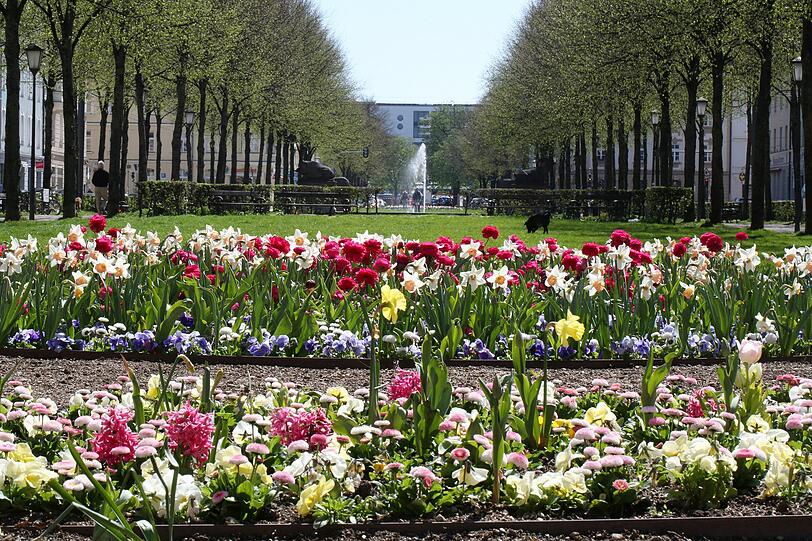 Gänseblümchen vor dem Springbrunnen am Bordeauxplatz.
