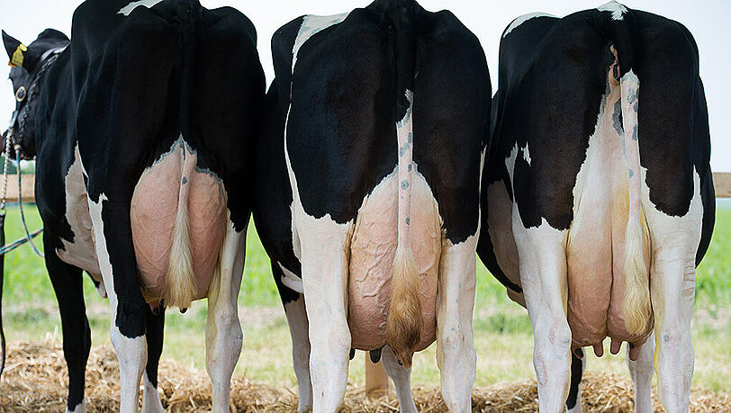 Die EU-Quotenregelung für Milch war am 1. April nach mehr als drei Jahrzehnten ausgelaufen. Die EU-Quotenregelung für Milch war am 1. April nach mehr als drei Jahrzehnten ausgelaufen.
