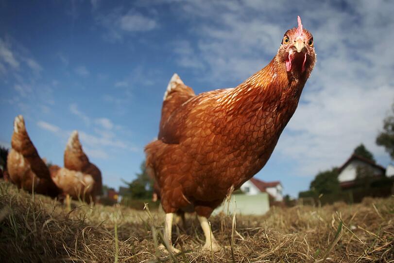 Nicht jedem Tier geht's so gut wie diesem Huhn.