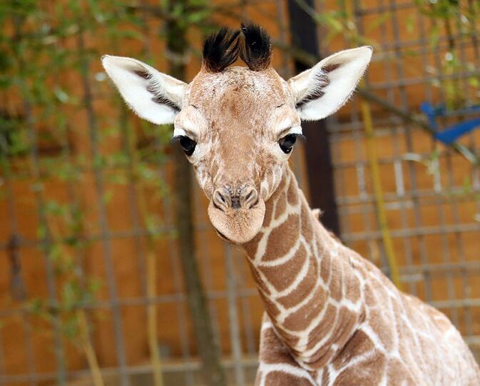 Bei den Giraffen gibt es Nachwuchs. Am 14. März kam das Baby von Mutter Kabonga und Vater Togo auf die Welt. Es hat noch keinen Namen.