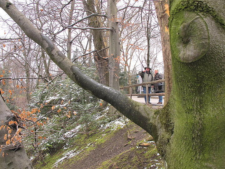 Die Bäume beim Liebesspiel.