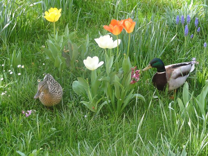 Ein Entenpärchen hat sich in dieser Wiese niedergelassen.