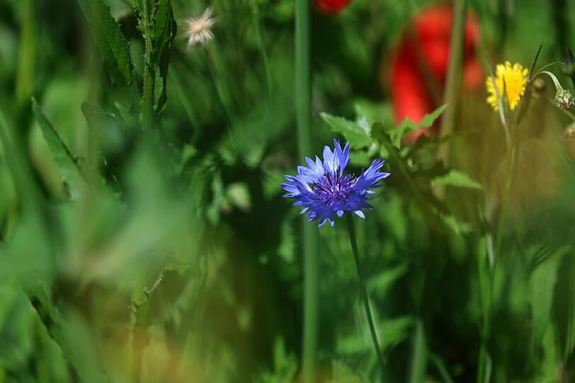 Eine blühende Kornblume.