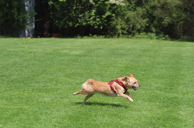 ...und schon geht's los! Sehen Sie hier die Bilder des Pasinger Hunderennens...