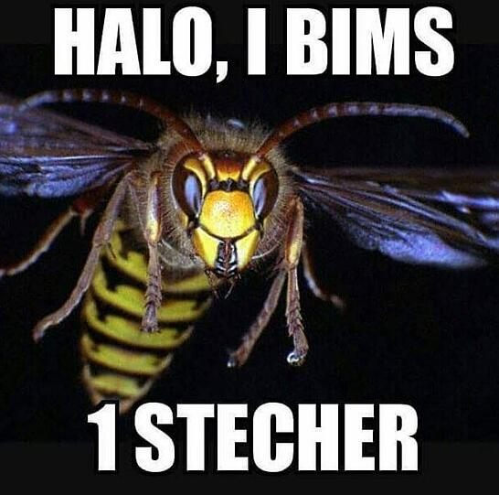 Der Stecher