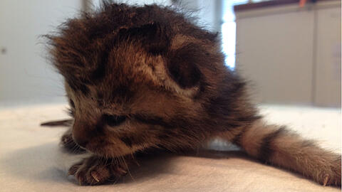 Versengte Haare und ein verkohltes Schwänzchen: Das überlebende Katzenbaby im Tierheim.
