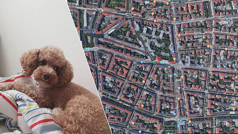 Im Bereich der Hohenzollernstraße ist Cherie am Mittwochmorgen entlaufen.