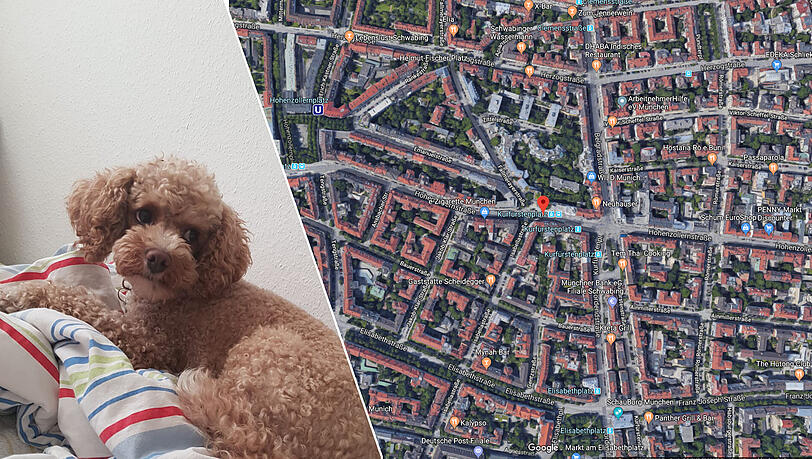 Im Bereich der Hohenzollernstraße ist Cherie am Mittwochmorgen entlaufen. Im Bereich der Hohenzollernstraße ist Cherie am Mittwochmorgen entlaufen.