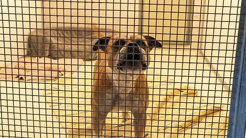 Der Bulldoggen Mischlingsrüde Zero steht in seinem Zwinger im Tierheim München. Foto: Peter Kneffel/dpa/Archivbild