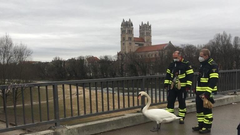 Zwei Feuerwehrmänner begleiten den Schwan über die Reichenbachbrücke in Richtung der Isarauen.