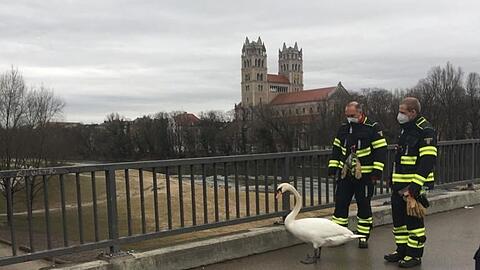 Zwei Feuerwehrmänner begleiten den Schwan über die Reichenbachbrücke in Richtung der Isarauen.