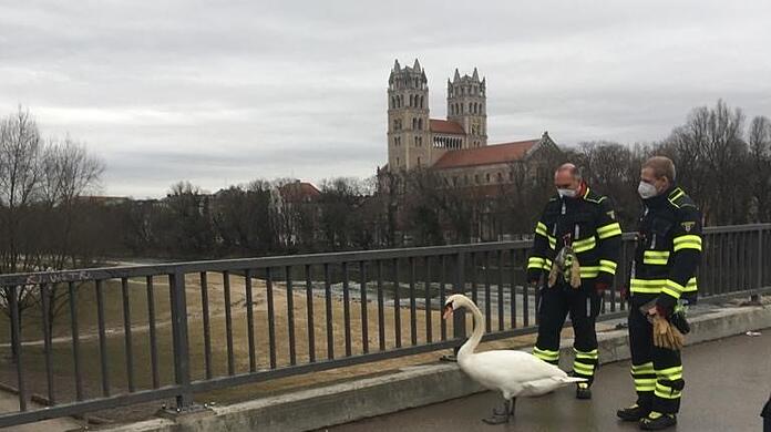 Zwei Feuerwehrmänner begleiten den Schwan über die Reichenbachbrücke in Richtung der Isarauen.