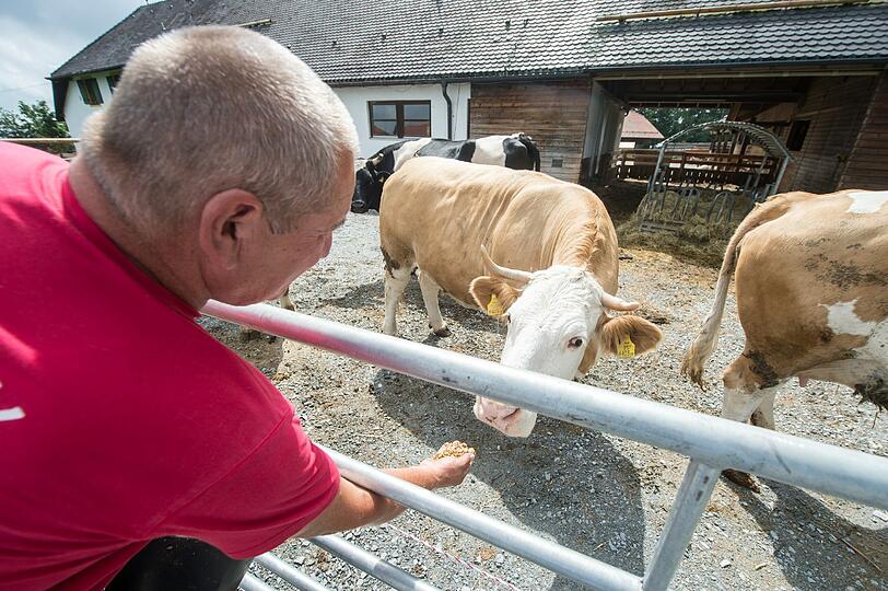 Jetzt lebt die "Waldkuh" Yvonne auf Gut Aiderbichl.