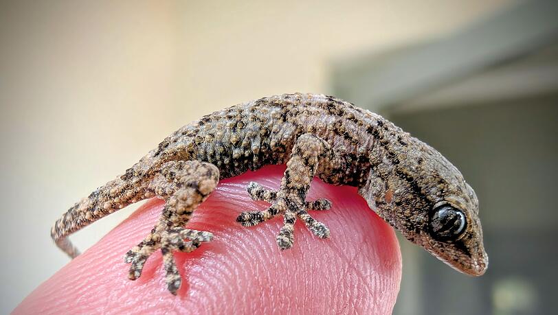 Diesen Gecko fand eine Frau aus Polen in einer Packung Rucola-Salat aus dem Supermarkt. Diesen Gecko fand eine Frau aus Polen in einer Packung Rucola-Salat aus dem Supermarkt.