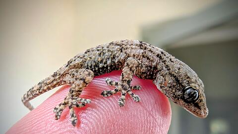 Diesen Gecko fand eine Frau aus Polen in einer Packung Rucola-Salat aus dem Supermarkt.