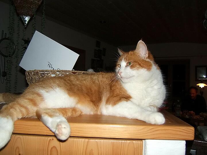 Kater Fridolin wurde von einem Nachbarn an den Hinterbeinen gepackt und mit dem Kopf gegen einen Tisch geschlagen, bis er starb. Strafe: 1200 Euro.