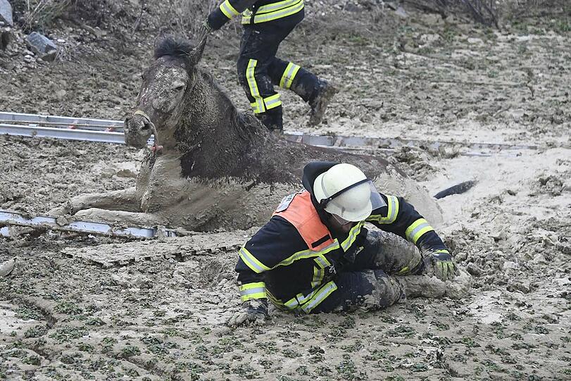 Die Feuerwehr Taufkirchen hat am Sonntag einen ungewöhnlichen Einsatz souverän erledigt: Das im Matsch versunkene Pferd wurde unversehrt gerettet.