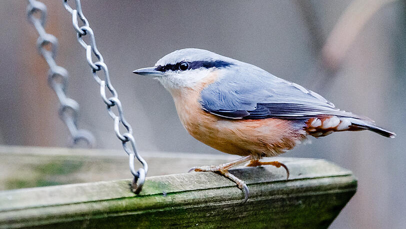 Ein Kleiber (Sitta europaea) sitzt auf einer Futterstation für Wildvögel. Ein Kleiber (Sitta europaea) sitzt auf einer Futterstation für Wildvögel.