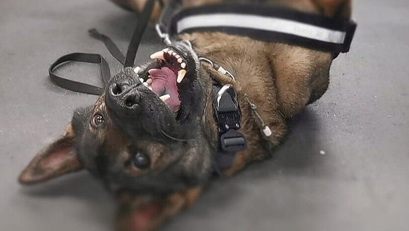 Zollhund Ludwig nach einem erfolgreichen Fund Zollhund Ludwig nach einem erfolgreichen Fund