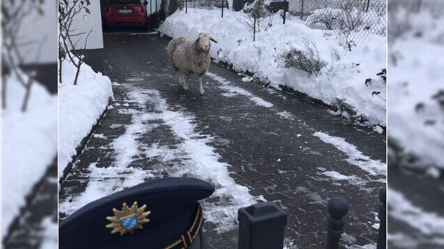 Das Schaf mit dem nicht mehr ganz so schneeweißen Fell.